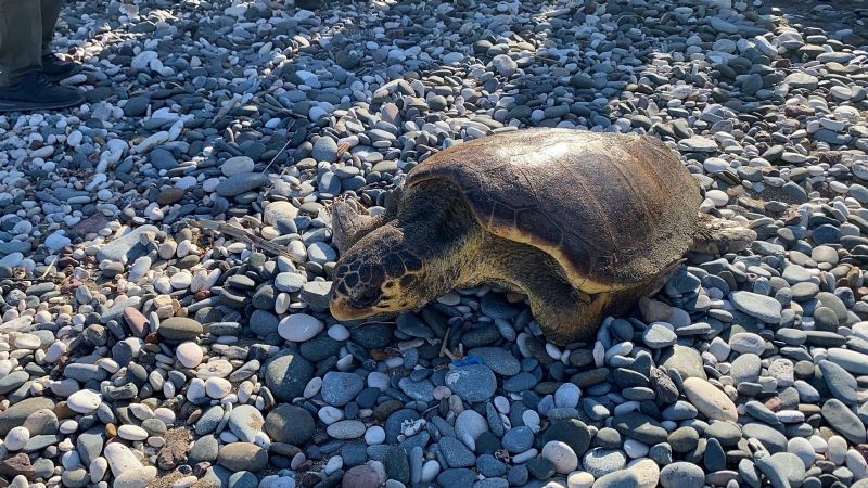 Tedavisi tamamlanan 3 deniz kaplumbağası yeniden denizle buluştu