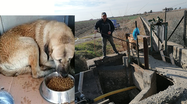 Tarsus’ta kanala düşen köpek kurtarıldı