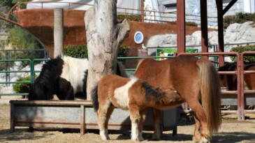 Tarsus Doğa Parkı yeni yavrularıyla ilgi görüyor