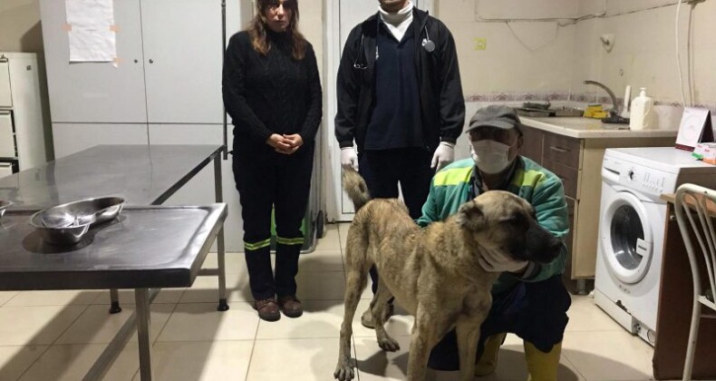 Aracın Arkasına Bağlanıp Eziyet Edilen Köpeğe Tarsus Belediyesi Sahip Çıktı