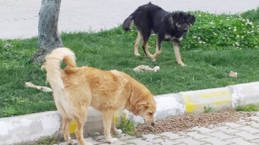 Mersin Barosu’ndan  “Hukuka uygun davranın” çağrısı