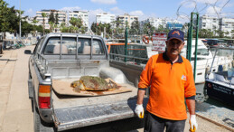 Yaralı caretta carettayı ölümden kurtardı