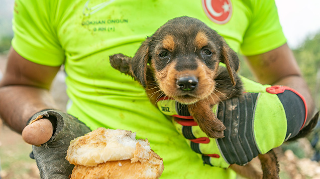 YAVRU KÖPEK 2 METRELİK ÇUKURDAN ÇIKARILDI