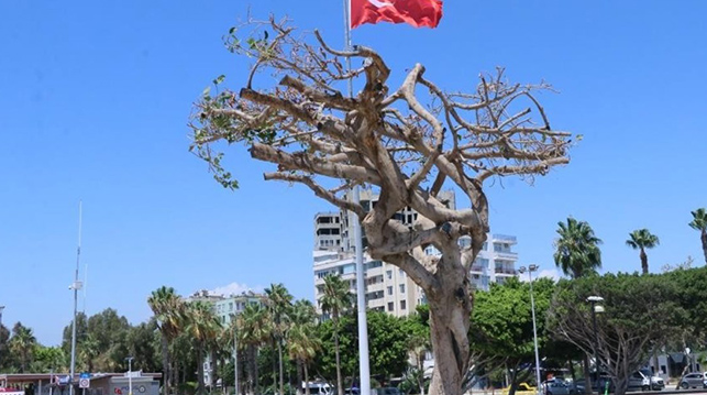 BÜYÜKŞEHİR’DEN ‘AĞAÇ’ AÇIKLAMASI  