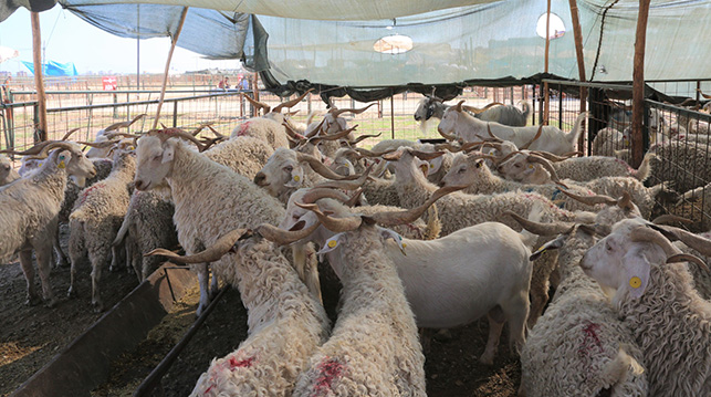 TOROSLAR’DA KURBAN KESİM VE SATIŞ YERLERİ KURULDU