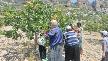 MUT’TA ANTEP FISTIĞI HASADI BAŞLADI