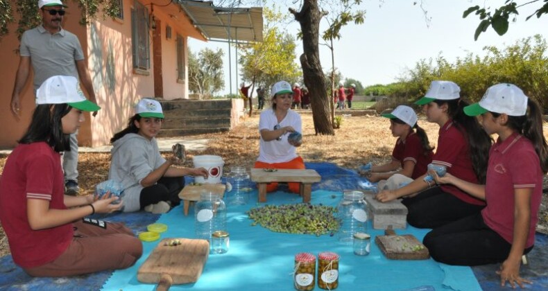 Zeytin toplayıp satarak  okullarına katkı sunacaklar