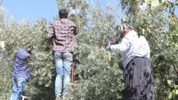 Zeytinde fiyatlar düştü, yağında ikiye katlandı