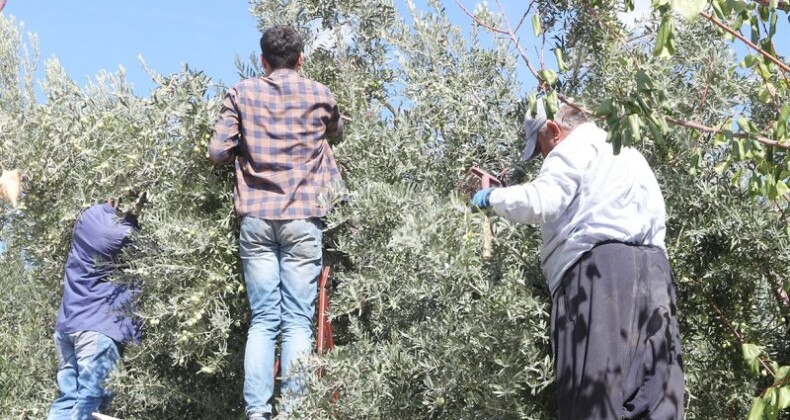 Zeytinde fiyatlar düştü, yağında ikiye katlandı