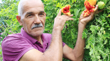 Kısmeti bahçesine geldi, şimdi tane tane satıyor para kazanıyor