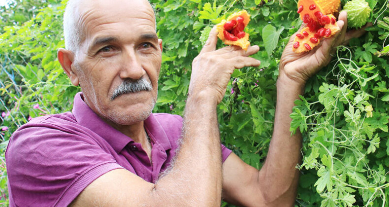 Kısmeti bahçesine geldi, şimdi tane tane satıyor para kazanıyor