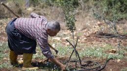 MERSİN BÜYÜKŞEHİR BELEDİYESİNİN TARIMSAL ÜRETİME DESTEĞİ SÜRÜYOR