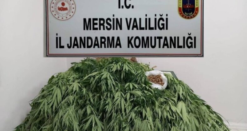 MERSİN’DE 341 KÖK KENEVİR ELE GEÇİRİLDİ