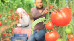 Türkiye’nin üretim merkezi Mersin’de örtü altı domateste hasat başladı