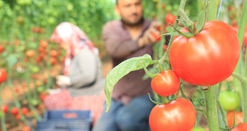 Türkiye’nin üretim merkezi Mersin’de örtü altı domateste hasat başladı