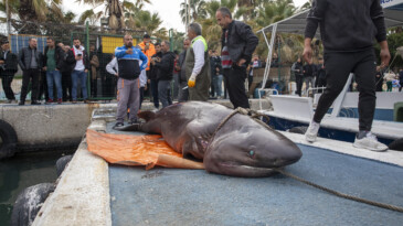Karaya vuran köpek balığını büyükşehir ekipleri çıkardı