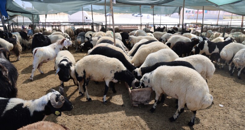 Toroslar, Kurban Bayramı’na hazır