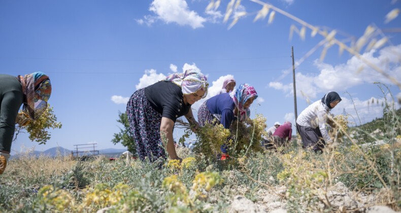 Mersin’de nohut hasadı başladı