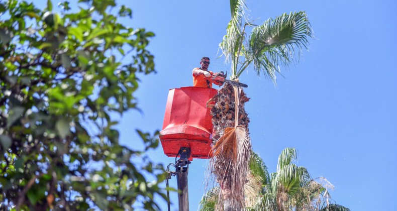 Mersin’de palmiye ağaçları budanıyor