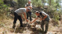 Ormanlara zarar veren böceklere karşı biyolojik mücadele