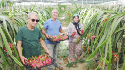 TROPİKAL EJDER MEYVESİNDE HASAT DÖNEMİ