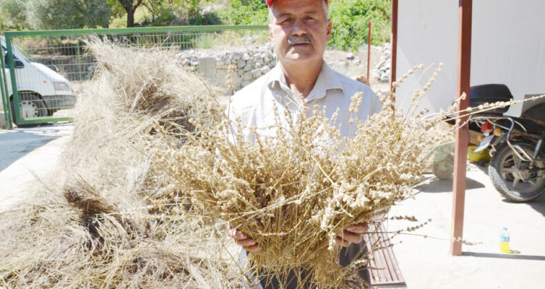 TOROSLARIN ŞİFA DAĞITAN ADAMI