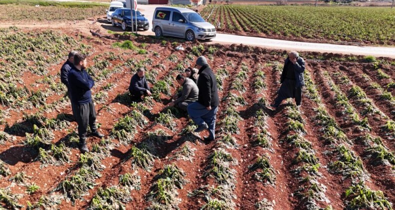 4 Günlük Zirai Don, Ürünlere Zarar Verdi