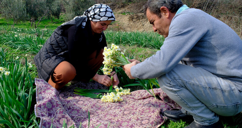 Hobi Olarak Başladığı Nergis Üretimi, Geçim Kaynağına Dönüştü