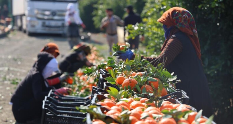 Mandalina Hasadı Hız Kazandı